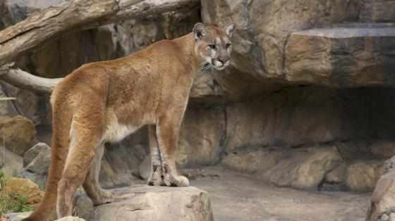 Mountain lion at the OC zoo in California. California affordable things to do.