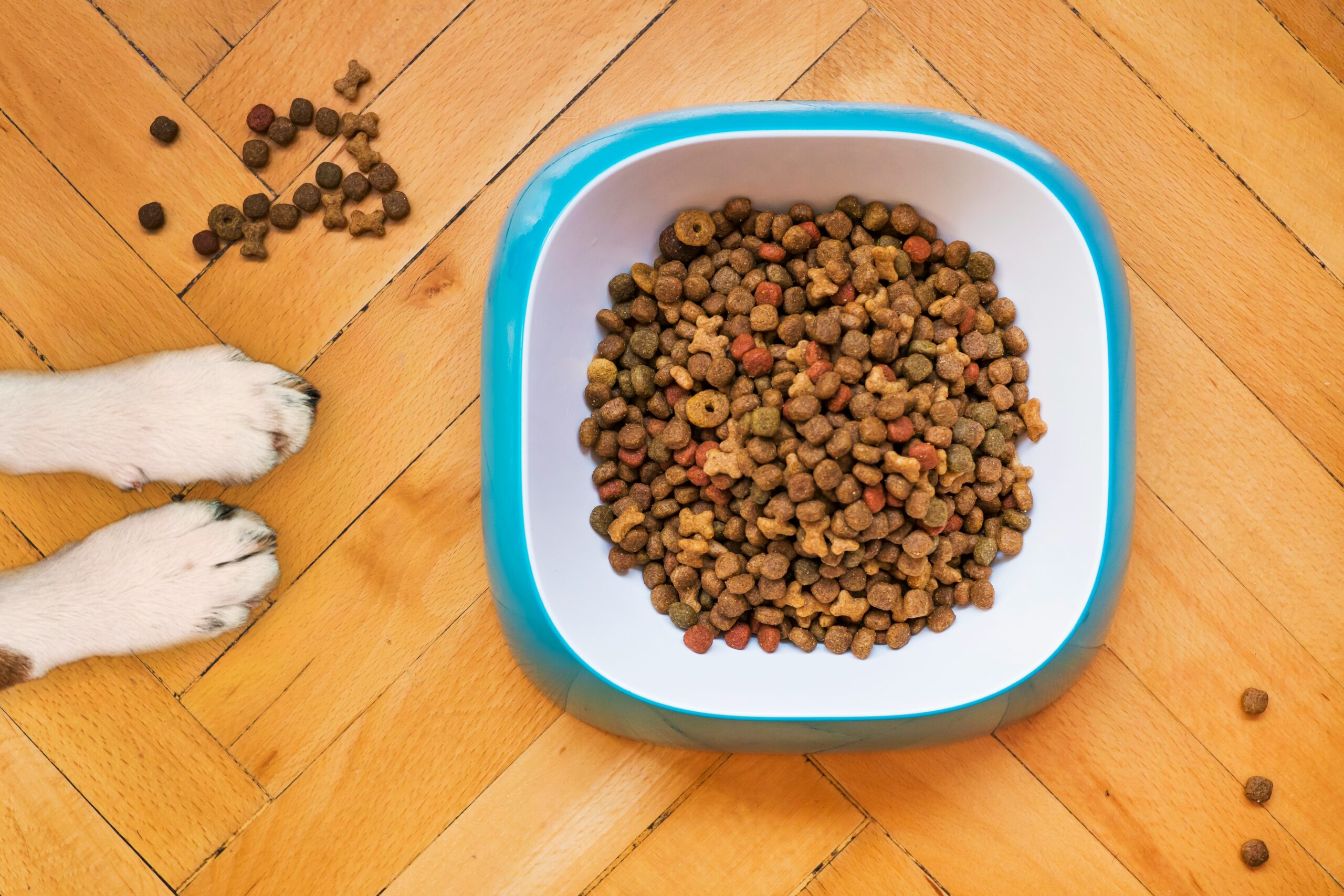 Dog food bowl. Senior dog being fed dog food